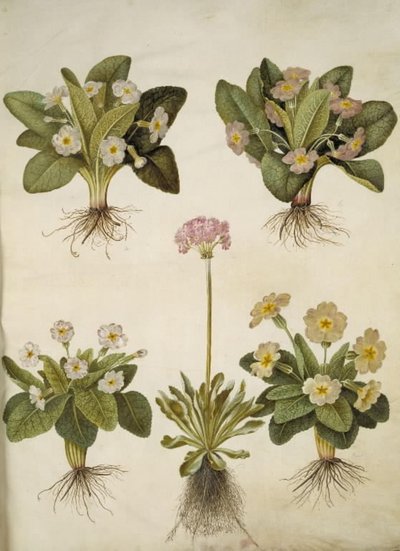 Primula vulgaris (suurikukkaisen esikoisen hybridi); Primula farinosa (kukistava lehmäherne) tekijältä Hans Simon Holtzbecker