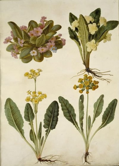 Primula vulgaris (karnevaalilukko); Primula vulgaris (suurikukkaisen esikoisen hybridi); Primula veris (onttokaulainen lehmähernehybridi) tekijältä Hans Simon Holtzbecker