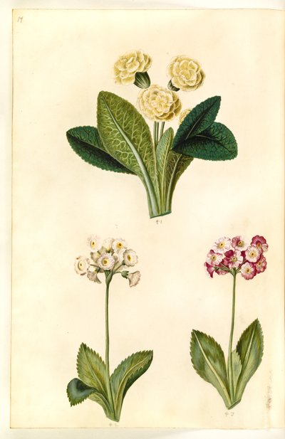 Primula vulgaris (suurikukkainen lehmäkukka); Primula × pubescens (puutarhakorvakorva) tekijältä Hans Simon Holtzbecker