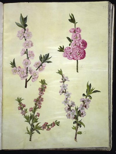 Prunus dulcis (manteli); Prunus persica tekijältä Hans Simon Holtzbecker