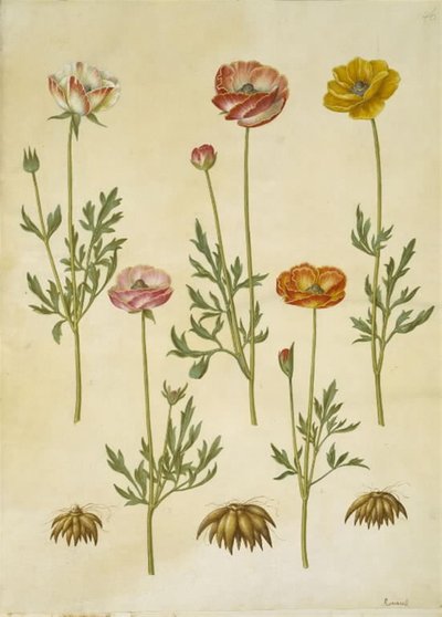 Ranunculus asiatica (have-ranunkel) tekijältä Hans Simon Holtzbecker