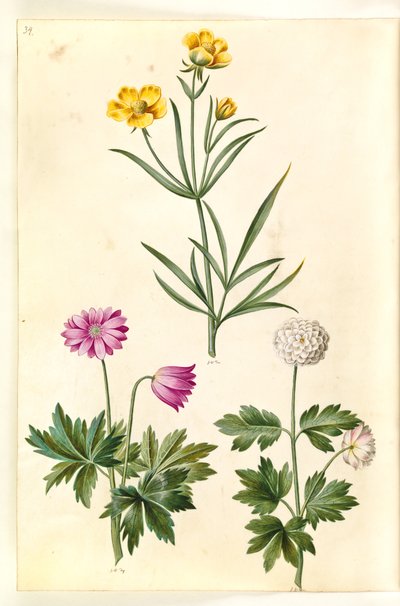 Ranunculus Illyricus (aro-ranunkel); Metsänvuokko (hvid anemone) tekijältä Hans Simon Holtzbecker