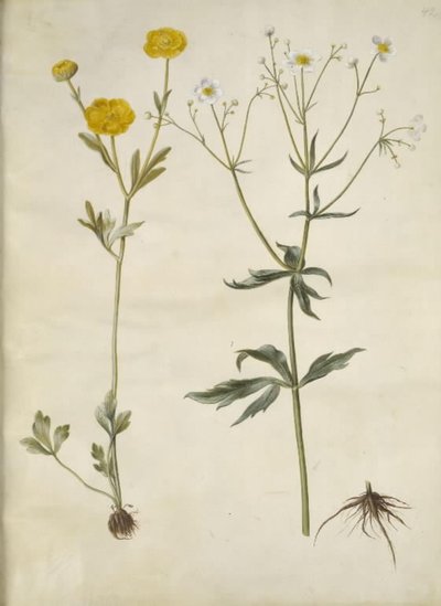 Ranunculus monspeliacus (silkkileinikuppi); Ranunculus aconitifolius (Ranunculus aconitifolius) tekijältä Hans Simon Holtzbecker