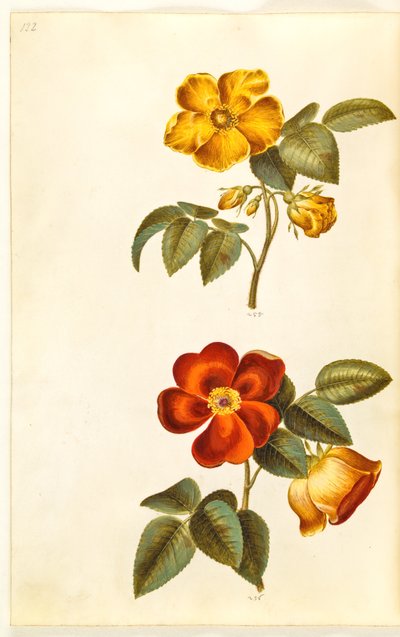 Rosa foetida (keltainen ruusu); Rosa foetida (Turkin ruusu) tekijältä Hans Simon Holtzbecker