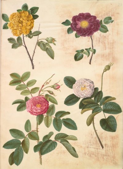 Rosa hemisphaerica (rikinkeltainen ruusu); Rosa gallica (samettiruusu); Rosa ×damascena (damasseen ruusu) tekijältä Hans Simon Holtzbecker