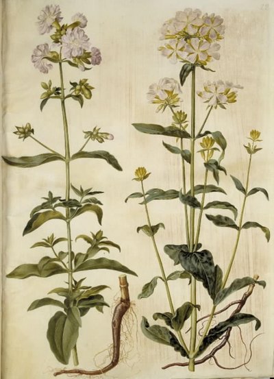Saponaria officinalis (saippuamato) tekijältä Hans Simon Holtzbecker