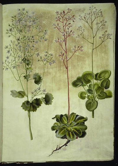 Saxifraga rotundifolia (pyöreälehtinen kivijuuri); Saxifraga umbrosa (Shadow Saxifrage); Saxifraga geum (posliinikukka) tekijältä Hans Simon Holtzbecker