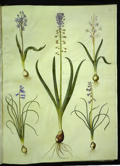 Scilla bifolia (kaksilehtinen scilla); Muscari comosum (hämärähyasintti); Brimeura amethystina (Pyreneen hyasintti) tekijältä Hans Simon Holtzbecker