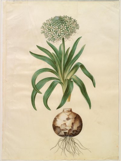 Scilla peruviana (jättiläinen scilla) tekijältä Hans Simon Holtzbecker