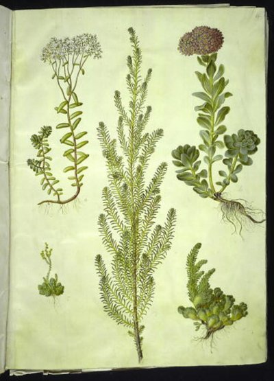 Sedum-albumi (valkoinen kivitormi); Sedum anacamseros (pyöreälehtinen kivitorma); Sedum (kiviyrtti); Suaeda vera (hanhenjalka); Sedum rupestre (vuoristokivitoukka) tekijältä Hans Simon Holtzbecker