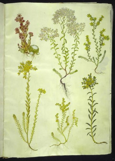 Sempervivum arachnoideum (hämähäkinverkko talosipuli); Sedum-albumi (valkoinen kivitormi); Sedum acre (pureva kivitorma); Sedum rupestre (vuoristokivi); Sedum sexangulare (kuusirivinen kivitoukka) tekijältä Hans Simon Holtzbecker