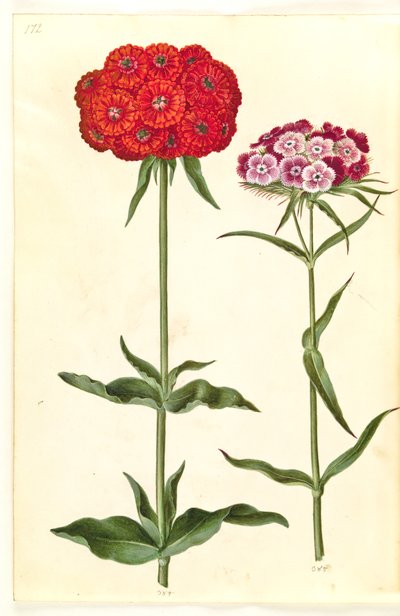 Silene chalcedonica (palava rakkaus); Dianthus barbatus (opiskelijaneilika) tekijältä Hans Simon Holtzbecker