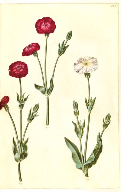 Silene coronaria (kruunumerisiili) tekijältä Hans Simon Holtzbecker