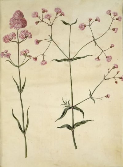 Silene viskaria (tavallinen tervan kynsi); Silene (korkkikruunu) tekijältä Hans Simon Holtzbecker