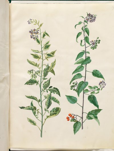Solanum dulcamara (katkeransuloinen yövoide) tekijältä Hans Simon Holtzbecker