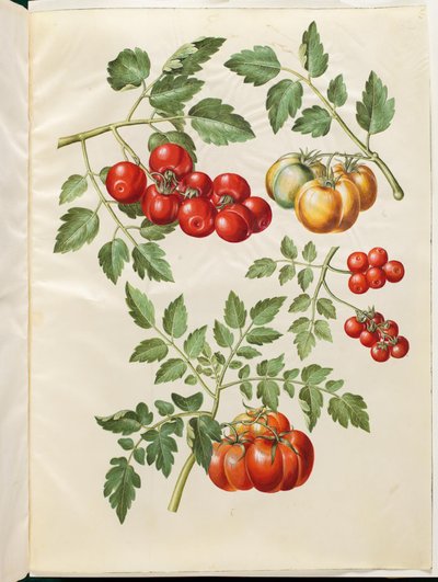 Solanum lycopersicum L. (almindelig tomaatti) tekijältä Hans Simon Holtzbecker