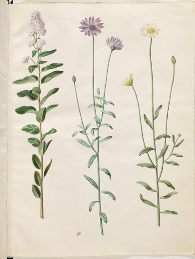 Spiraea salicifolia (pilebladed spirea); Catananchen sininen (blå rasleblomst) tekijältä Hans Simon Holtzbecker