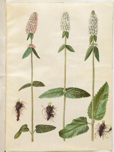 Stachys officinalis (lääketieteellinen betonia) tekijältä Hans Simon Holtzbecker