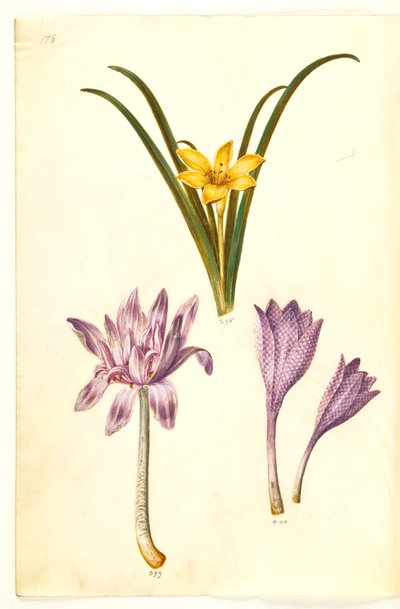 Sternbergia lutea (almindelig sternbergia); Colchicum autumnale (høst-tidløs); Colchicum kirjava (plettet tidløs) tekijältä Hans Simon Holtzbecker