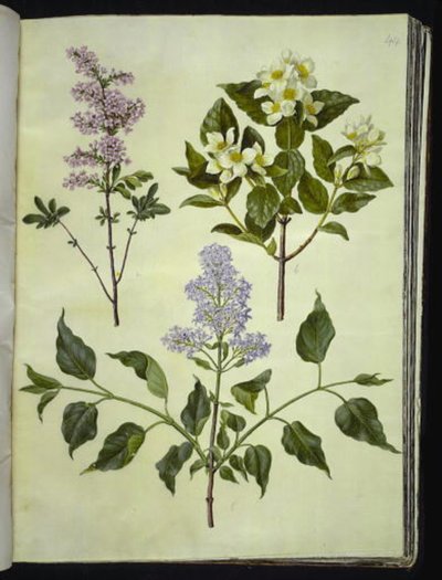 Syringa ×persica (sorrel persa); Philadelphus coronarius (fusta fragant); Syringa vulgaris (sorrel comú) finlandès tekijältä Hans Simon Holtzbecker
