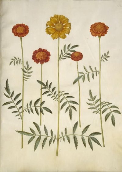 Tagetes patula (harkittu samettikukka) tekijältä Hans Simon Holtzbecker