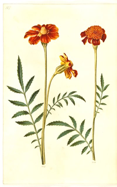 Tagetes patula (harkittu samettikukka) tekijältä Hans Simon Holtzbecker