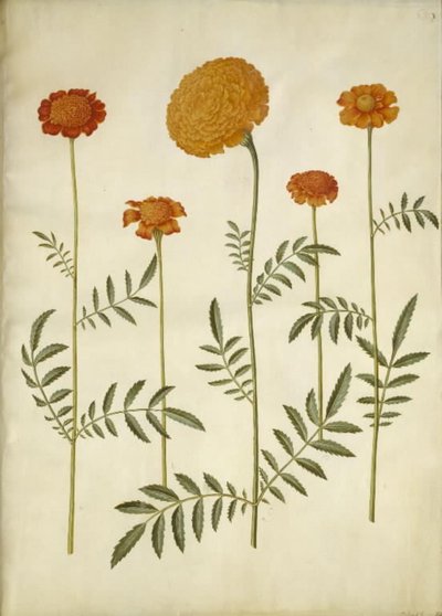 Tagetes patula (harkittu samettikukka); Tagetes erecta (pysty samettikukka) tekijältä Hans Simon Holtzbecker