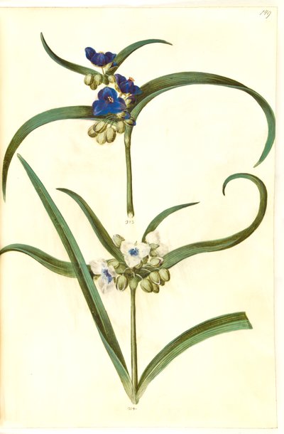 Tradescantia virginiana eller Tradescantia ohiensis (?) (blomsterjøde) tekijältä Hans Simon Holtzbecker