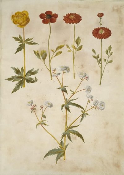 Trollius europaeus (eurooppalainen niittyluumu); Ranunculus asiaticus (puutarhaleinikuppi); Ranunculus aconitifolius (hopeanappileinikuppi) tekijältä Hans Simon Holtzbecker