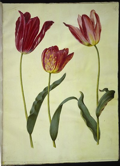 Tulipa gesneriana (have-tulppaani) tekijältä Hans Simon Holtzbecker