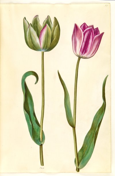 Tulip Gessneriana (ara-Tulipa)finès tekijältä Hans Simon Holtzbecker