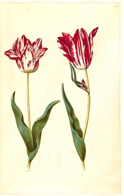 Tulipa gesneriana (have-tulppaani) tekijältä Hans Simon Holtzbecker