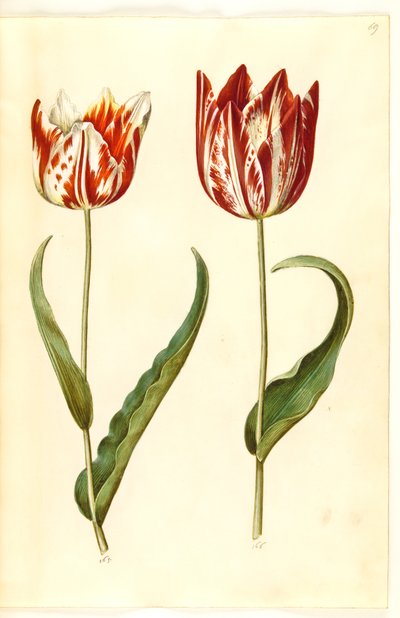 Tulip Gessneriana (ara-Tulipa)finès tekijältä Hans Simon Holtzbecker
