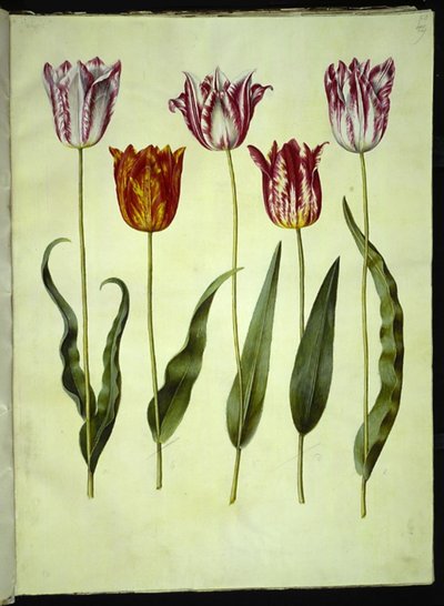 Tulipa gesneriana (have-tulppaani) tekijältä Hans Simon Holtzbecker