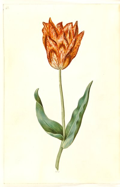 Tulipa gesneriana (have-tulppaani) tekijältä Hans Simon Holtzbecker