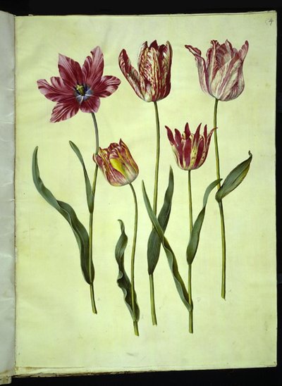 Tulipa gesneriana (have-tulppaani) tekijältä Hans Simon Holtzbecker