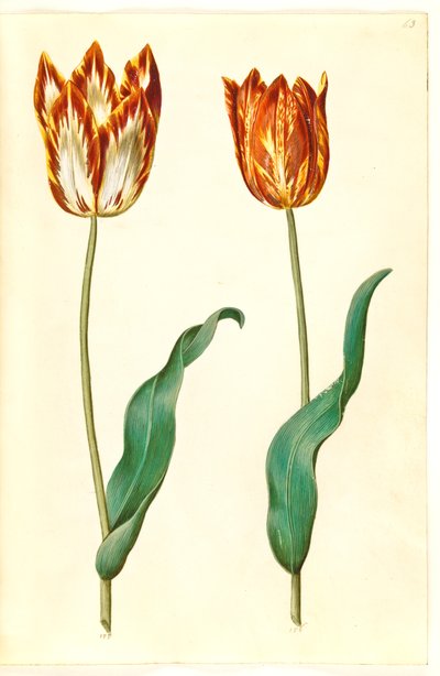 Tulipa gesneriana (have-tulppaani) tekijältä Hans Simon Holtzbecker