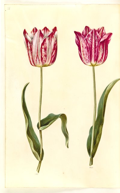 Tulipa gesneriana (have-tulppaani) tekijältä Hans Simon Holtzbecker