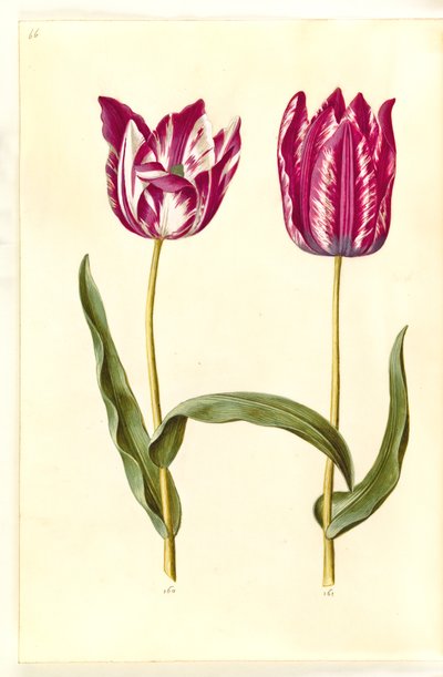 Tulipa gesneriana (have-tulppaani) tekijältä Hans Simon Holtzbecker