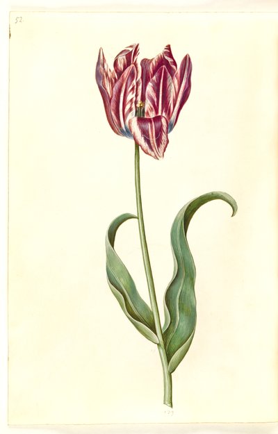Tulipa gesneriana (have-tulppaani) tekijältä Hans Simon Holtzbecker