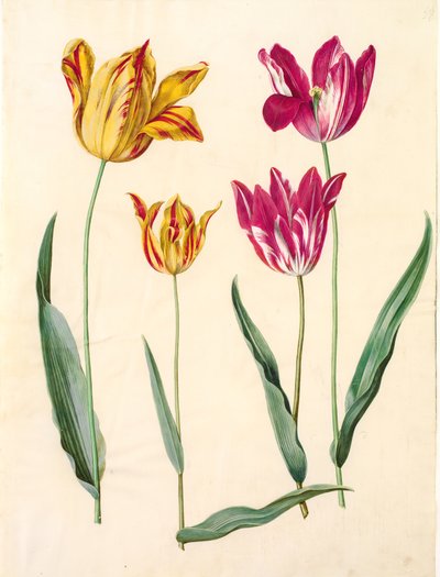 Tulipa gesneriana (have-tulppaani) tekijältä Hans Simon Holtzbecker