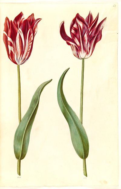 Tulipa gesneriana (have-tulppaani) tekijältä Hans Simon Holtzbecker