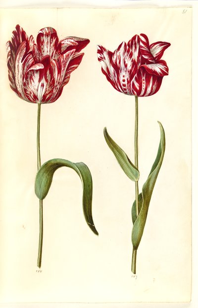 Tulipa gesneriana (have-tulppaani) tekijältä Hans Simon Holtzbecker