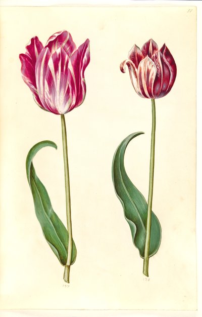 Tulipa gesneriana (have-tulppaani) tekijältä Hans Simon Holtzbecker
