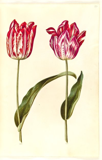 Tulipa gesneriana (have-tulppaani) tekijältä Hans Simon Holtzbecker