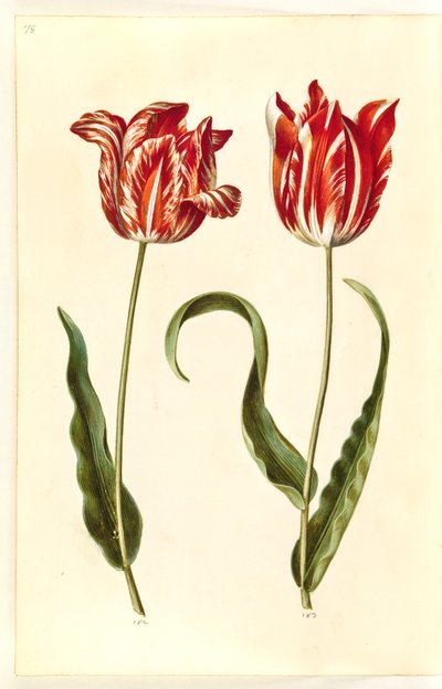 Tulipa gesneriana (have-tulppaani) tekijältä Hans Simon Holtzbecker