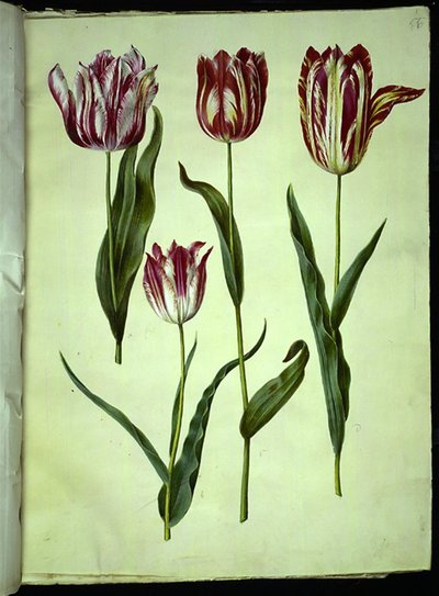 Tulipa gesneriana (have-tulppaani) tekijältä Hans Simon Holtzbecker