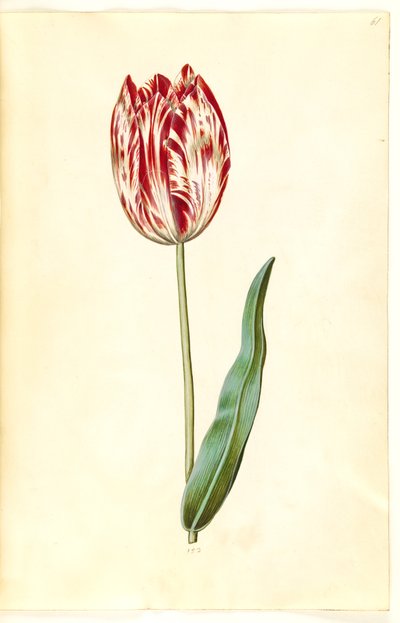 Tulipa gesneriana (have-tulppaani) tekijältä Hans Simon Holtzbecker