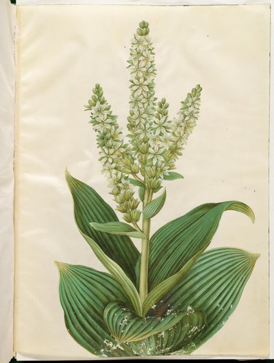 Veratrum albumi (valkoinen taittuva lehti) tekijältä Hans Simon Holtzbecker