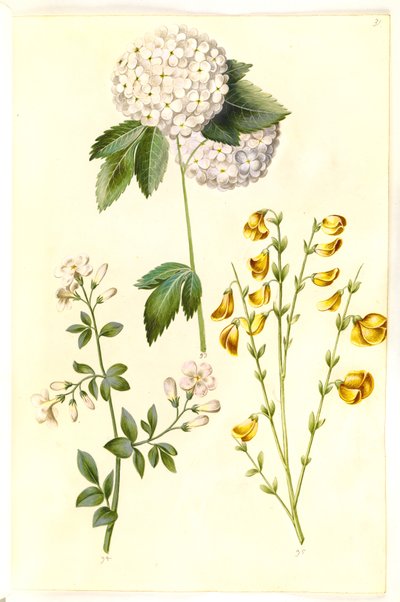 Viburnum opulus (tavallinen lumipallo); Jasminum officinale (Jasmiini); Cytisus scoparius (tavallinen luuta) tekijältä Hans Simon Holtzbecker